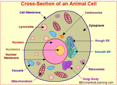 Animal Cell Diagram & Anatomy - Enchanted Learning