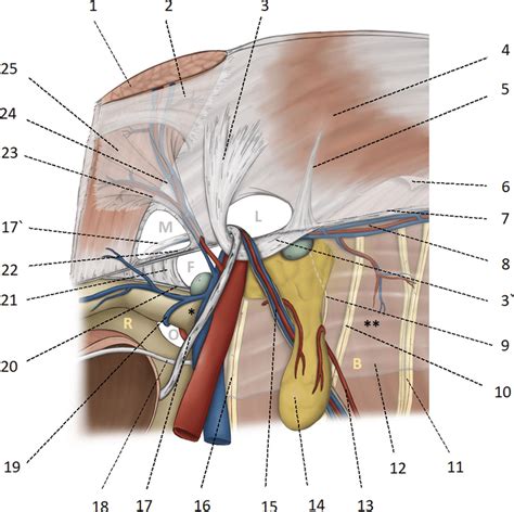 8 Anatomical basis of the myopectineal orifice (Fruchaud) or inner ...