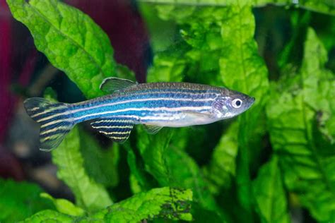 Zebra Danio - Care Guide, Breed Profile, Tank Conditions