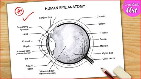 Human Eye Drawing, Draw Diagram, Eye Anatomy, Optic Nerve, Eye Drawing ...