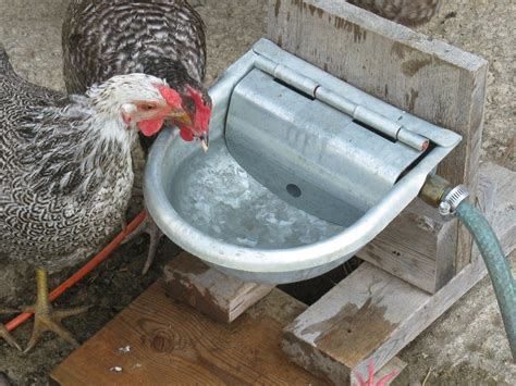 Diy Auto Chicken Waterer