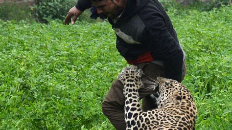 Leopard Runs Loose In Indian City, Terrorizing Residents Before Capture ...