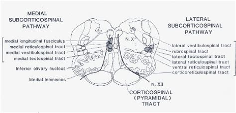 Schematic drawing of transverse section of medulla oblongata to ...