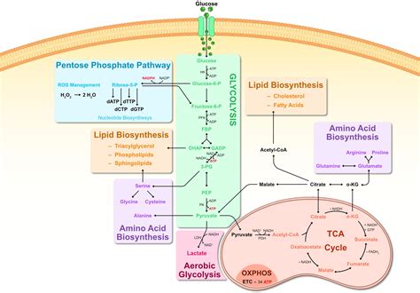 Pathway Of Carbohydrate Metabolism