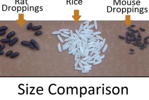 Rat Poop 101: How to Identify and Clean Rat Droppings Safely