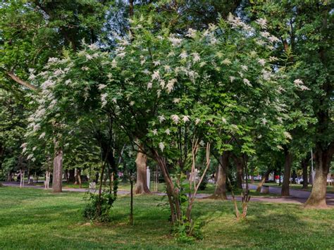 Ivory Silk Tree Lilac Care: Managing Problems With Japanese Tree Lilacs