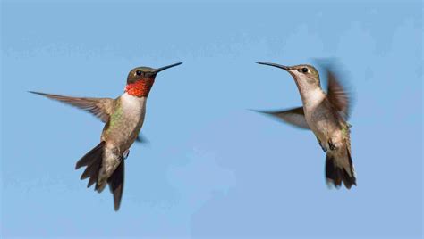 Fall Migration of Hummingbirds - Tara Wildlife