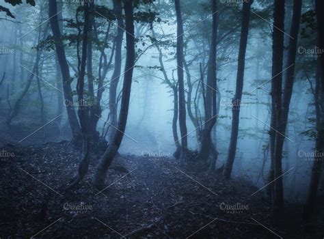 Mysterious dark old forest in fog | High-Quality Nature Stock Photos ...