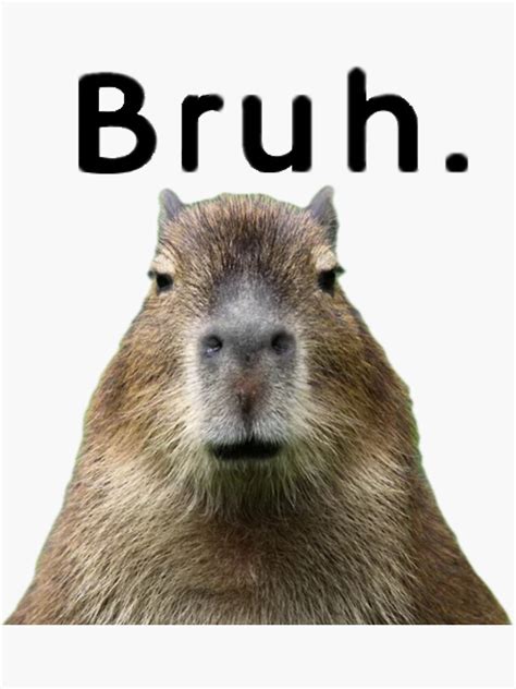 "Capybara bruh meme" Sticker for Sale by Cool-Clothing- | Redbubble