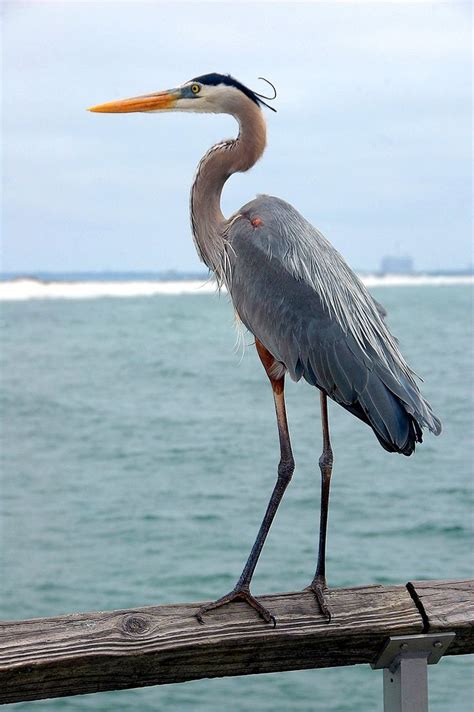 Great Blue Heron, Bird, Wildlife, Heron, Blue, Nature | Цапля, Голубая ...