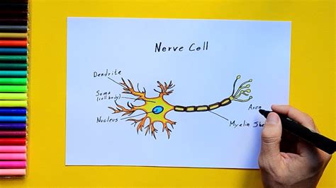 Labelled Diagram Of A Nerve Cell