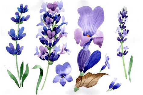 Purple lavender flowers watercolor PNG macro