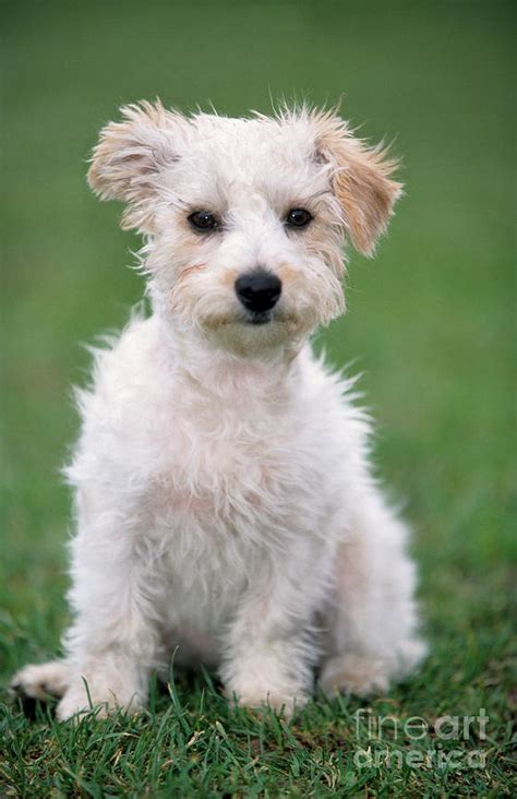 Jack Russell Terrier Mix Puppy Photograph by Johan De Meester - Fine ...