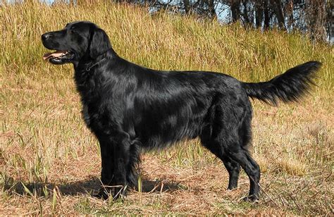 Black Golden Retrievers: History, Temperament, Lifespan, Training