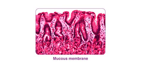 What is a Mucous membrane? An Overview, at BYJU'S.