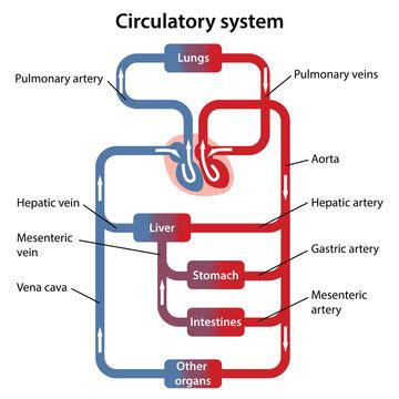 Human Circulatory System Diagram Labeled Basic