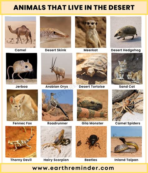 Desert Ecosystem Animals | 23 Animals That Live in The Desert