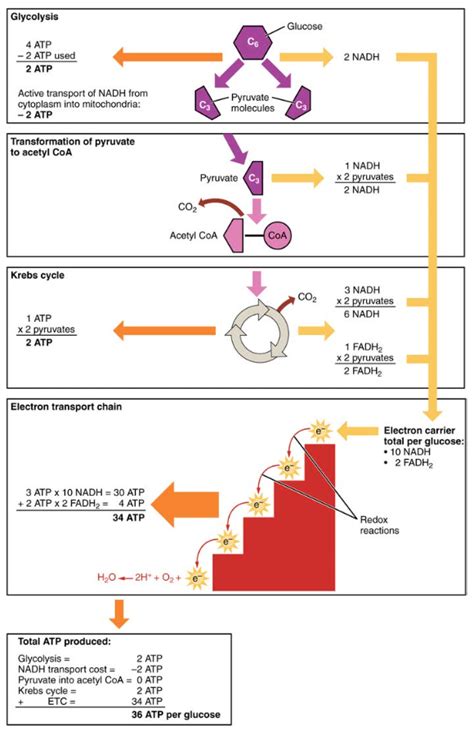 Carbohydrate Metabolism | Anatomy and Physiology II