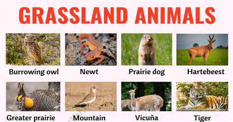 Grassland Animals: List of 80+ Grassland Animals in English with ESL ...