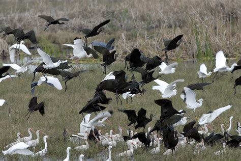 Louisiana Wildlife