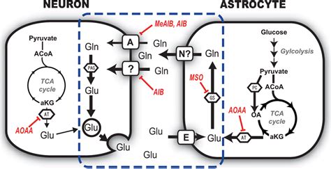 Synthesis and metabolism of synaptically released glutamate | Download ...