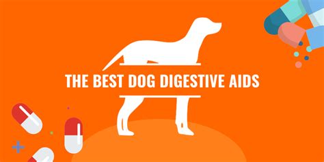 Top 5 Best Digestive Aids for Dogs — Guide, FAQ & Reviews