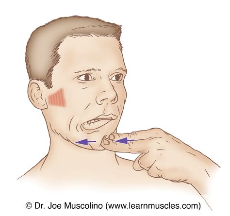 Lateral Pterygoid - Stretching - Learn Muscles