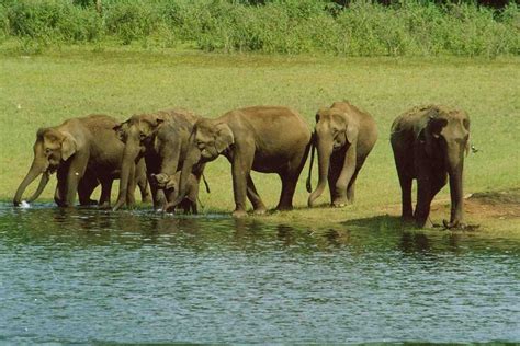 Thekkady Travel Guide | Periyar National Park | CuteKerala