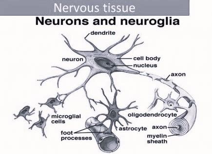 Short Note on Nervous Tissue - CBSE Class Notes Online - Classnotes123