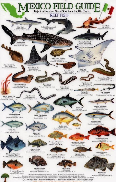 Pacific Ocean Animals List