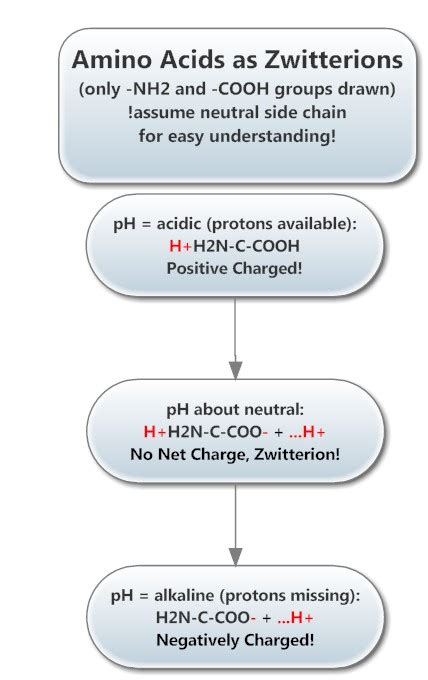 Ampholytes, isoelectric point, biochemical examples - WikiLectures