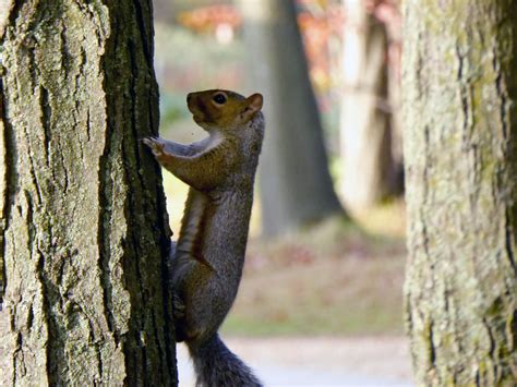 Squirrel Climbing Tree Free Stock Photo - Public Domain Pictures