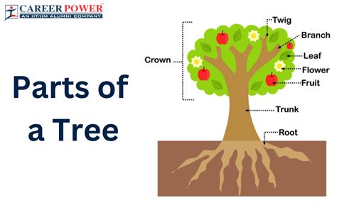 Parts of a Tree, Names and Their Functions