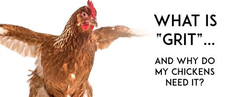 What is "Chicken Grit," and Why do Chickens Need It? | Small Pet Select