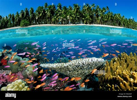 Tropical coral reef, Fiji, Pacific Ocean Stock Photo - Alamy