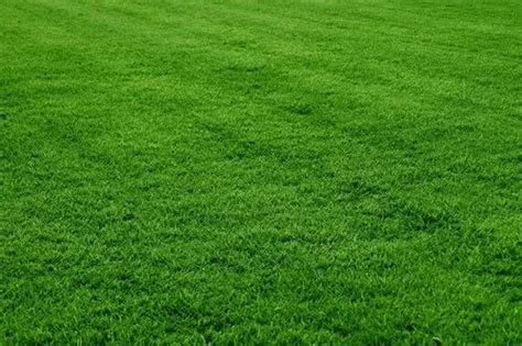 Turf Grass- Lawn Grass For Ground at Rs 20/feet | Turf Grass in Noida ...