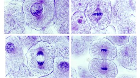 Whitefish Blastula Mitosis Phases Labeled