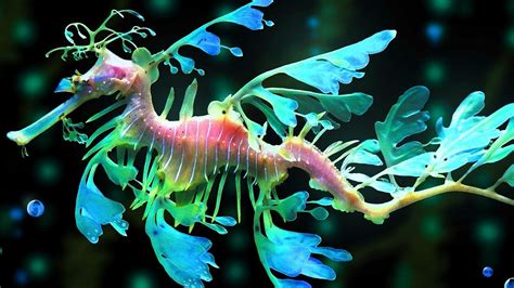 Leafy Sea Dragon Facts: Leafy DRAGON of the SEA | Animal Fact Files ...