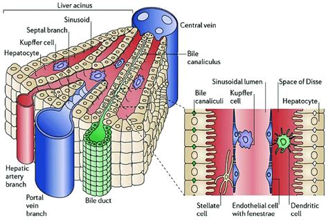 Structures of the liver lobule and liver sinusoids. Hepatocytes are ...