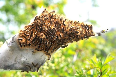 Toxic brown-tail moth caterpillar infestation found near A28 in Hersden ...