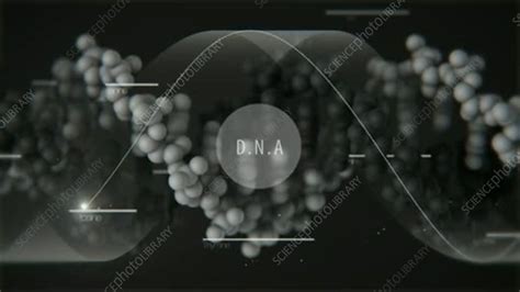 DNA molecule, animation - Stock Video Clip - K004/7781 - Science Photo ...