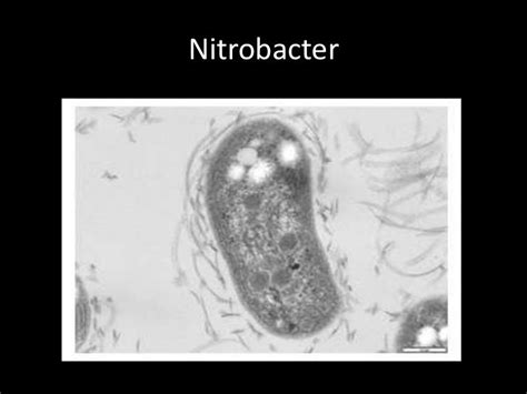 Nitrobacteriaceae