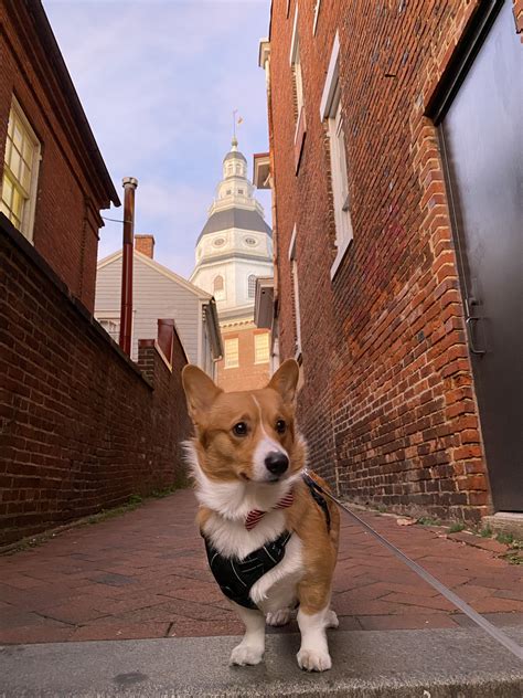 Annapolis : r/Dogfriendlyplaces