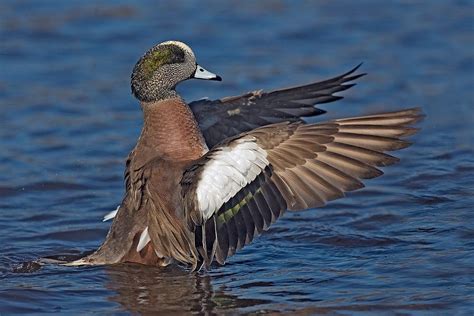 American Wigeon "Anas americana" | Boreal Songbird Initiative