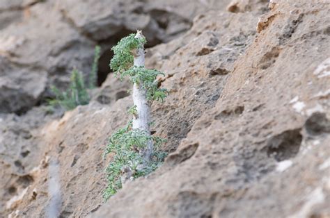 Socotra Cucumber Tree (Dendrosicyos socotranus) | Morten Ross