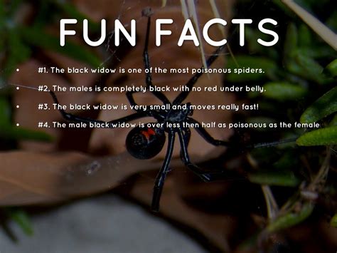 Fun Facts Black Widow Spider / Facts About The Black Widow Spider A ...