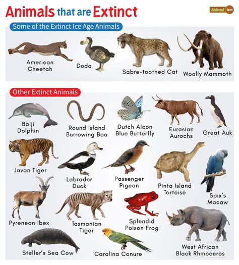 What Animals Are Going Extinct In 2024 In Australia - Eliza Persis