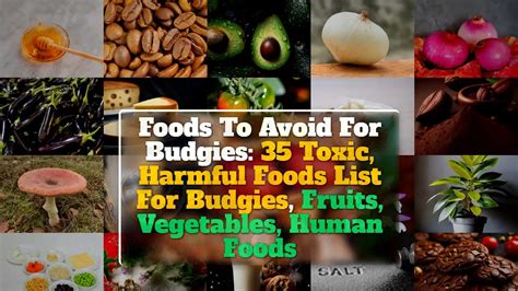 Foods To Avoid For Budgies: 35 Toxic, Harmful Foods List For Budgies ...