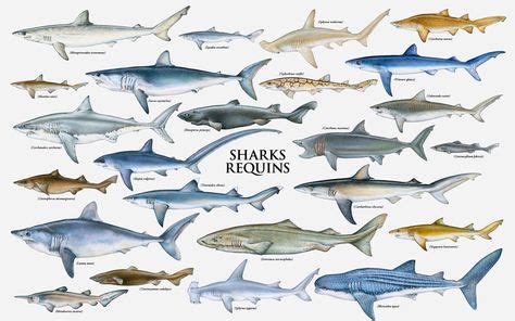 Species chart. | Animaux, Requin, Plongée sous marine