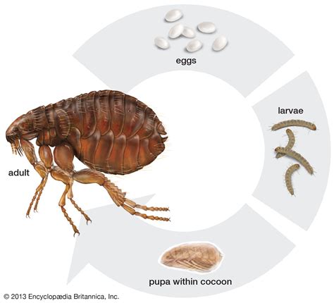 Flea | Definition, Size, & Natural History | Britannica